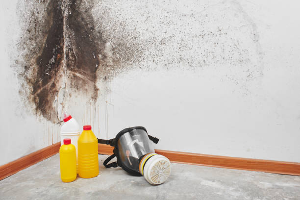 Best Residential Mold Removal  in Fox Lake Hls, IL