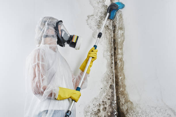 Best Certified Mold Removal  in Fox Lake Hls, IL