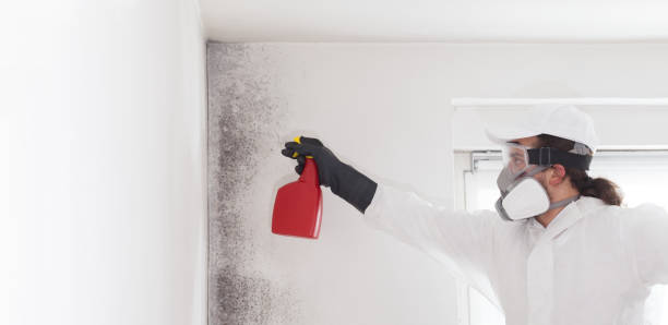 Professional Mold Removal in Fox Lake Hills, IL