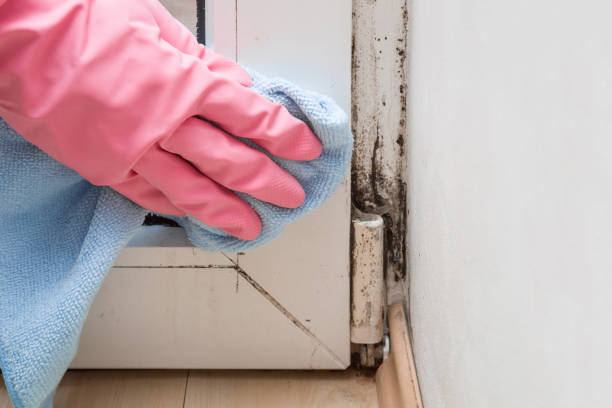 Best Toxic Mold Removal  in Fox Lake Hls, IL