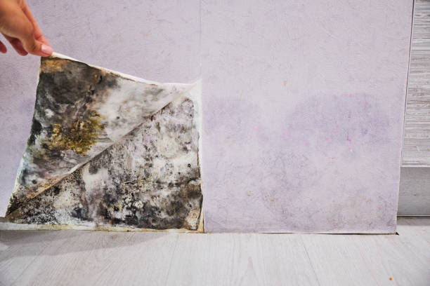 Best Best Mold Removal Companies  in Fox Lake Hls, IL
